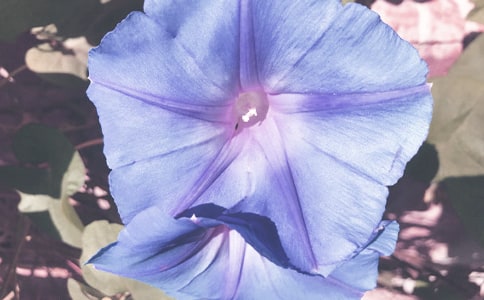 һ��ǣţ��ʫ��